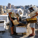 Peternak Lebah di Gaza
